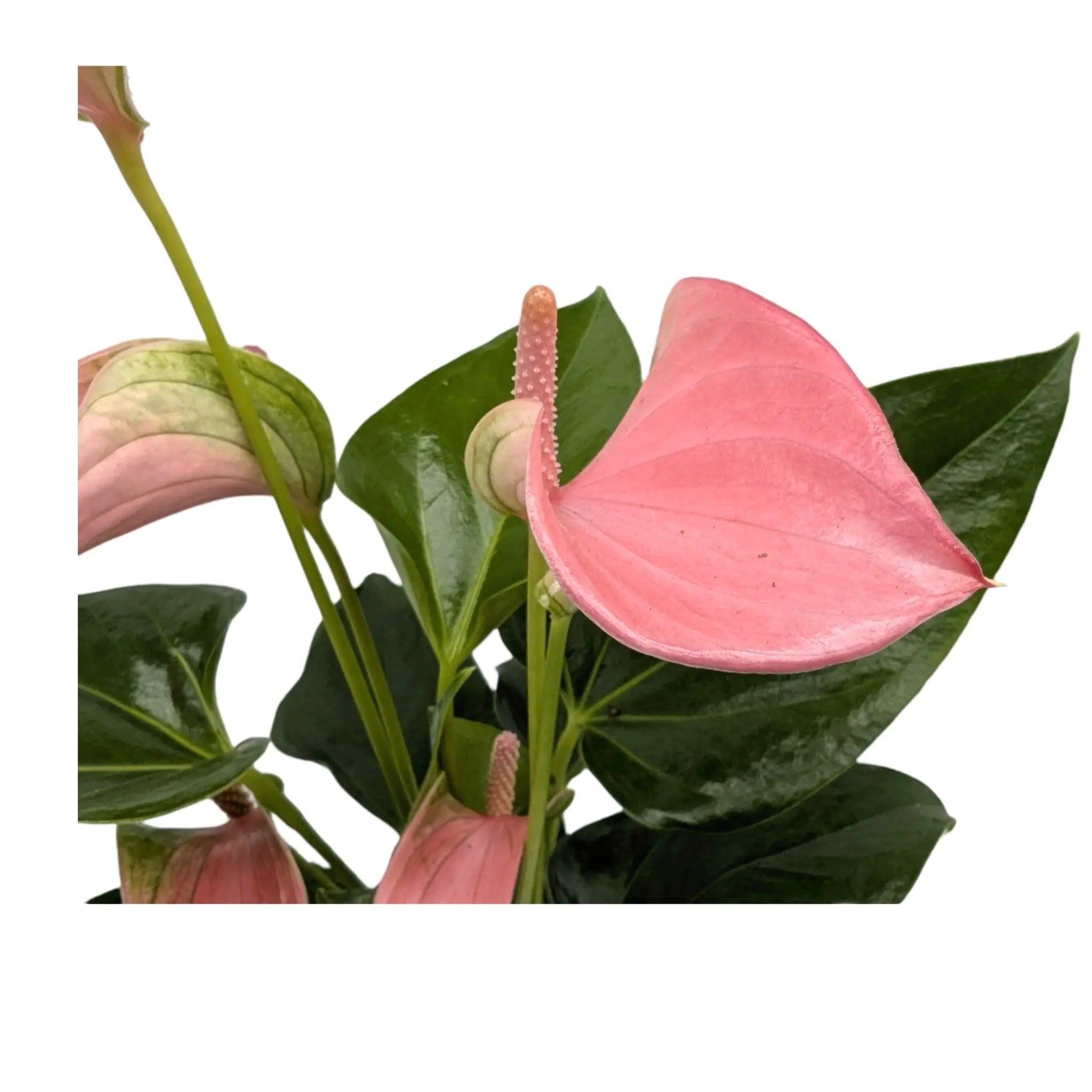 Anthurium Karma Joli Pink Leaf Culture