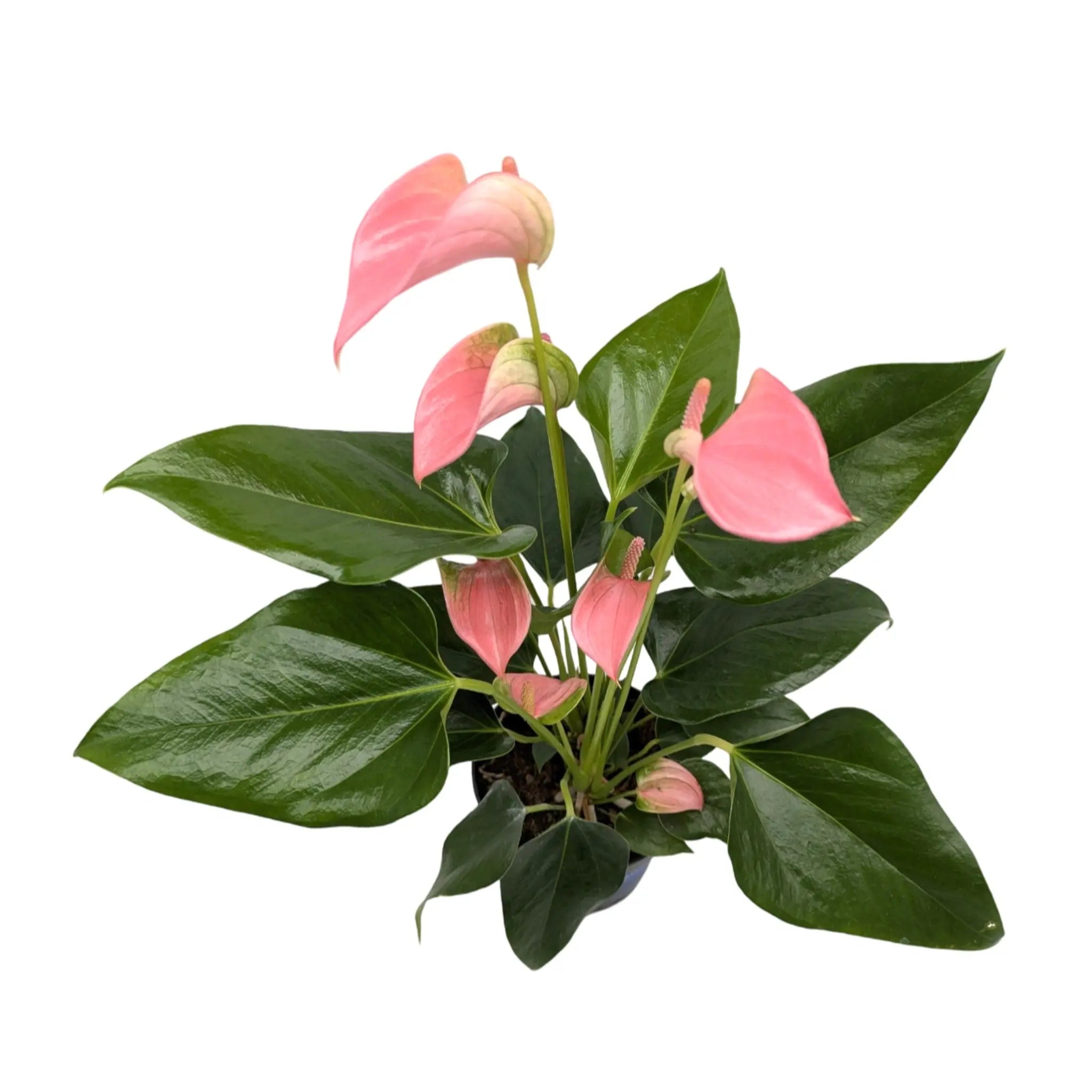 Anthurium Karma Joli Pink Leaf Culture