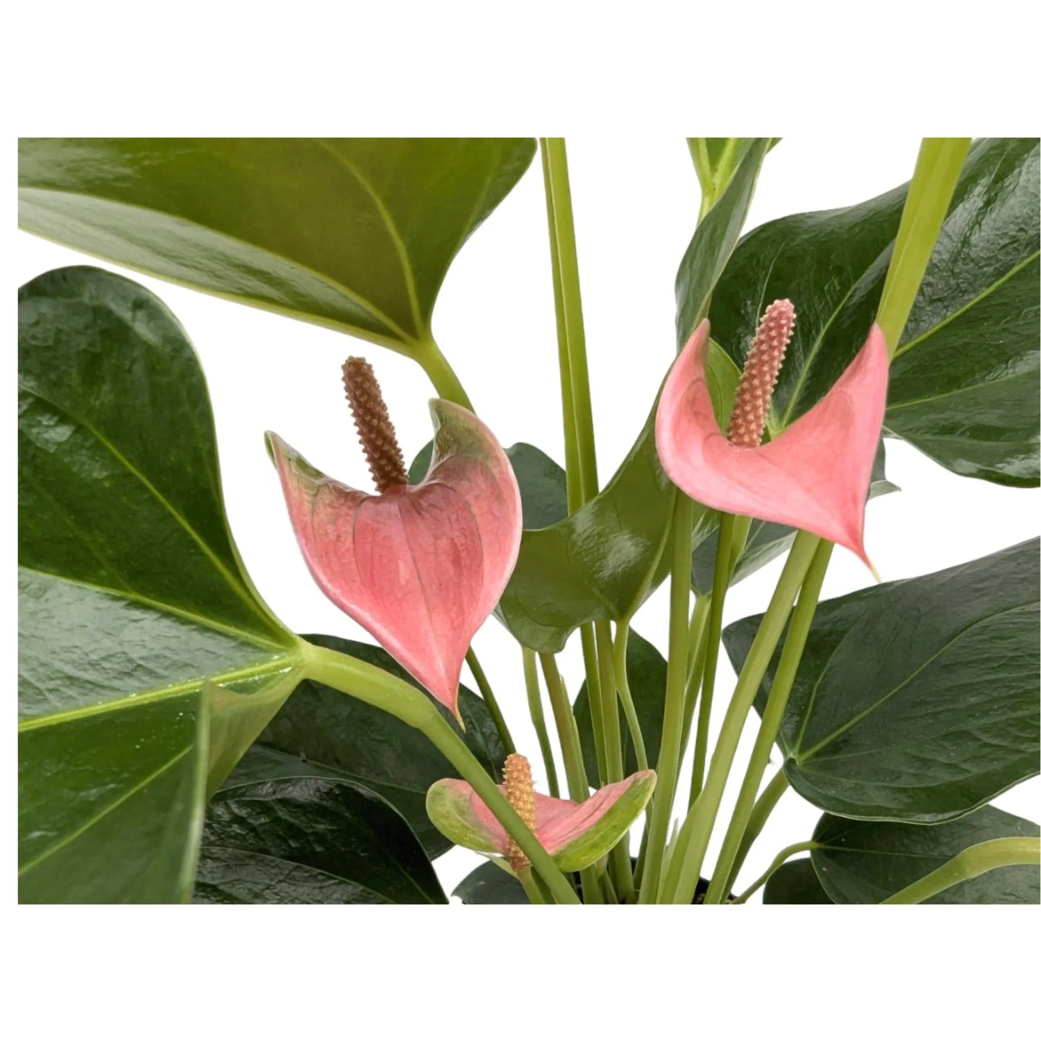 Anthurium Karma Joli Pink Leaf Culture