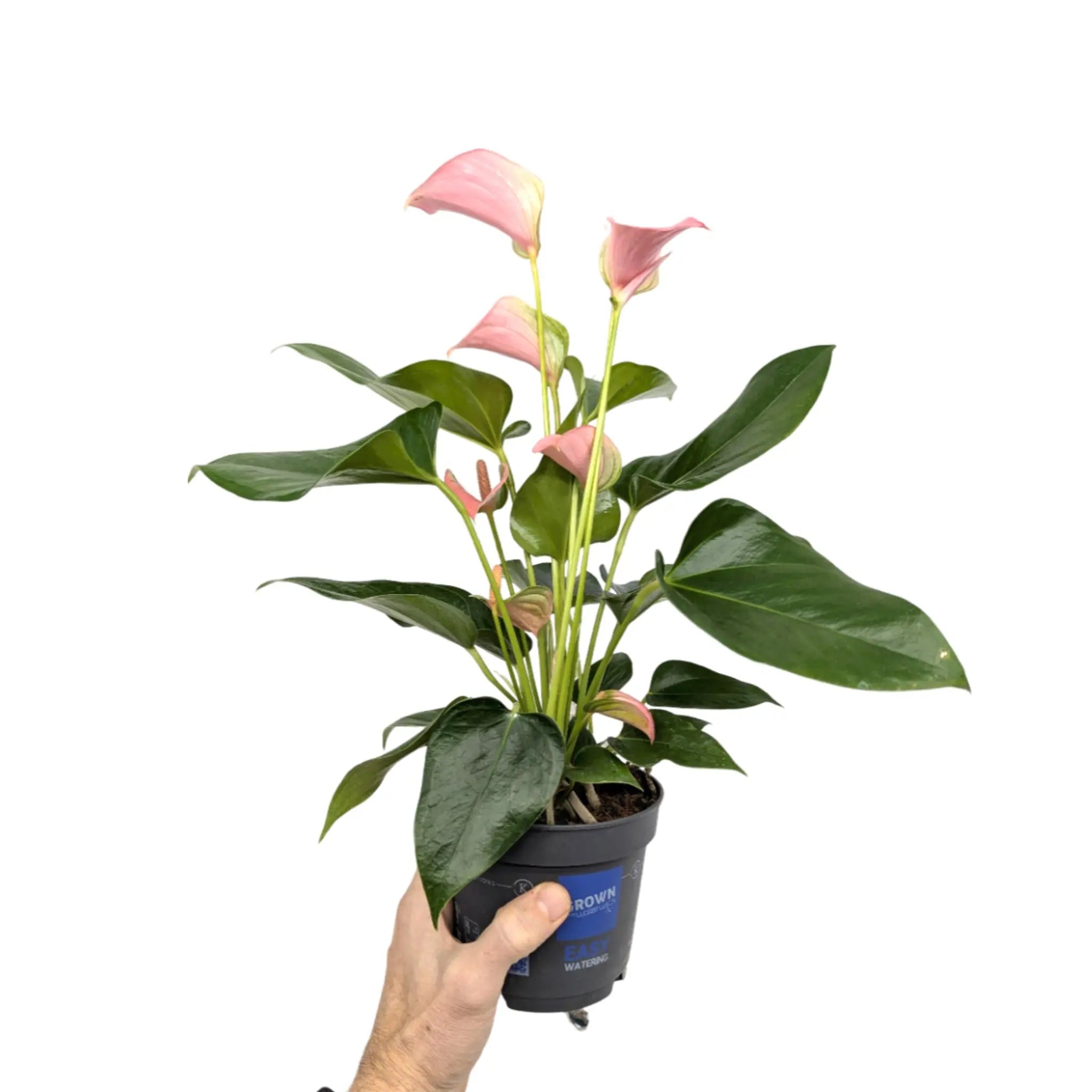 Anthurium Karma Joli Pink Leaf Culture