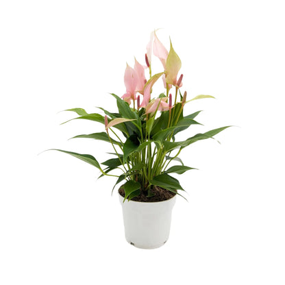 Anthurium andr Champion Lilli - Light Pink Leaf Culture