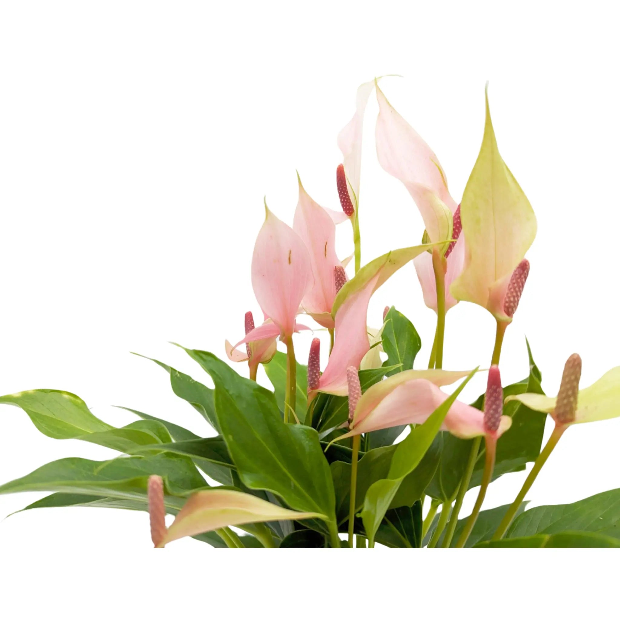 Anthurium andr Champion Lilli - Light Pink Leaf Culture