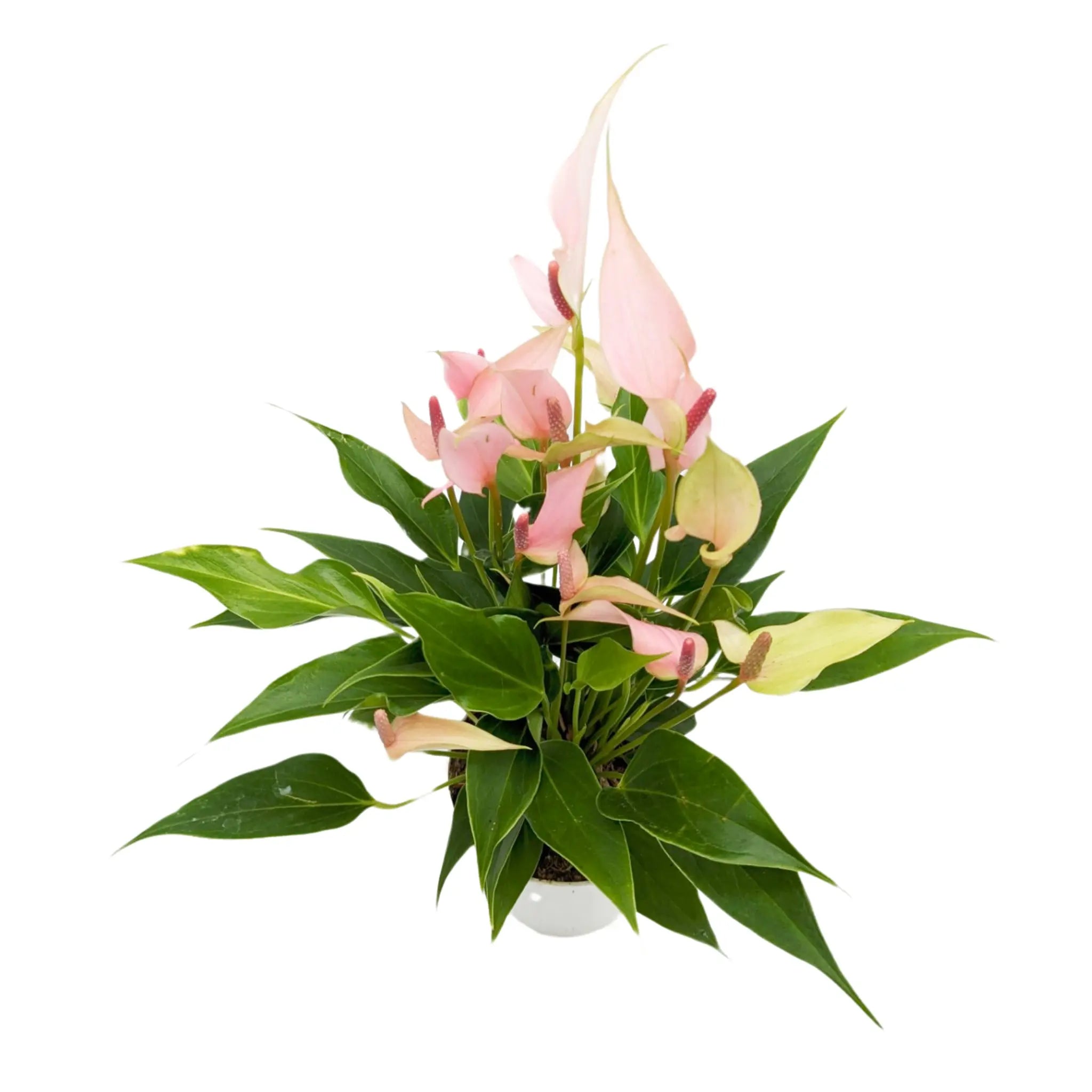 Anthurium andr Champion Lilli - Light Pink Leaf Culture