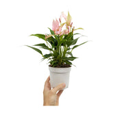 Anthurium andr Champion Lilli - Light Pink Leaf Culture