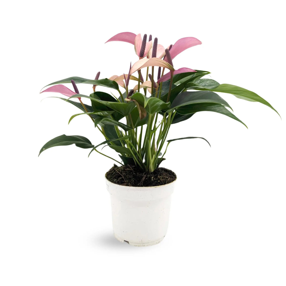 Anthurium andr Champion Zizou - Purple Leaf Culture