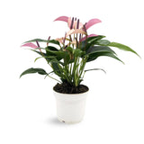 Anthurium andr Champion Zizou - Purple Leaf Culture