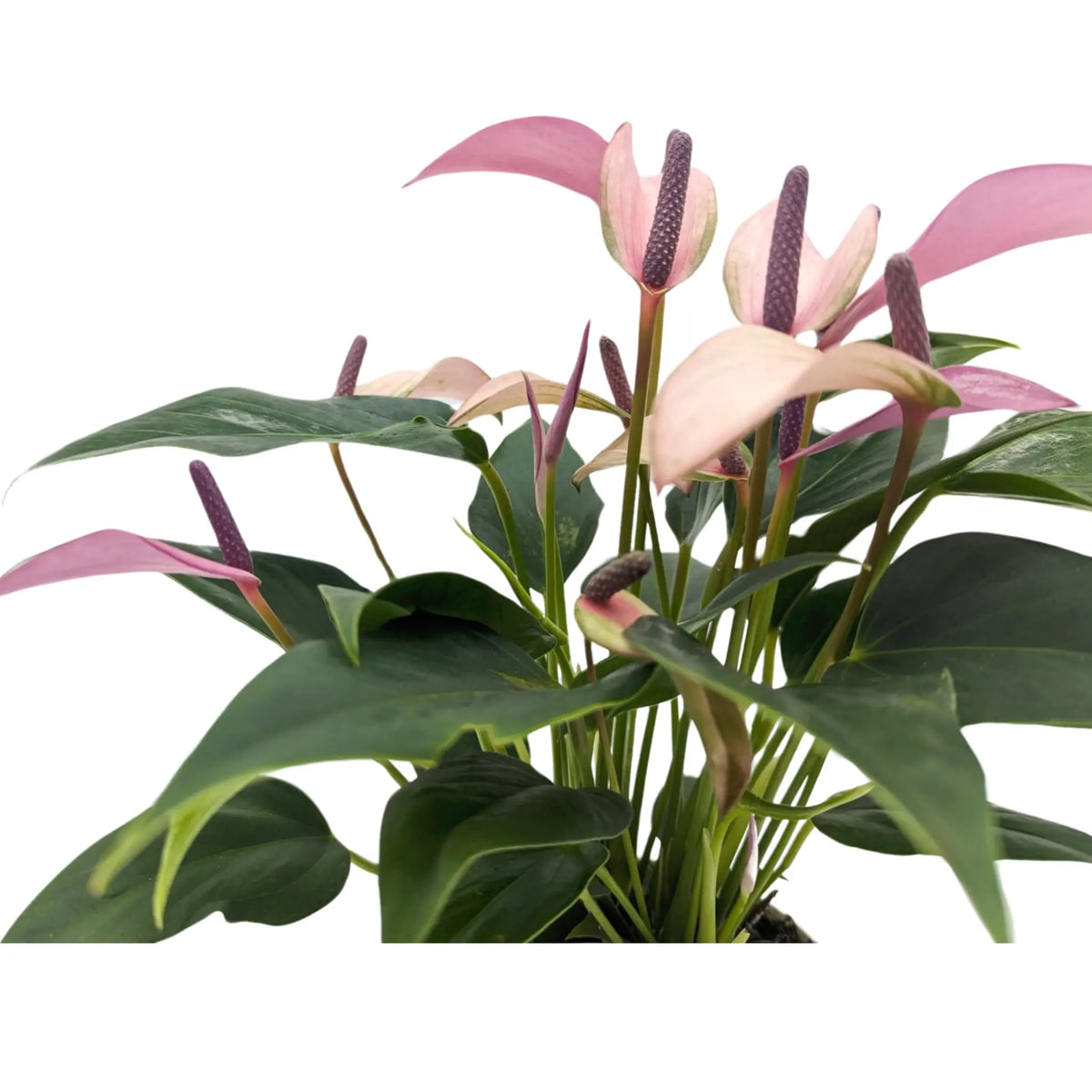 Anthurium andr Champion Zizou - Purple Leaf Culture