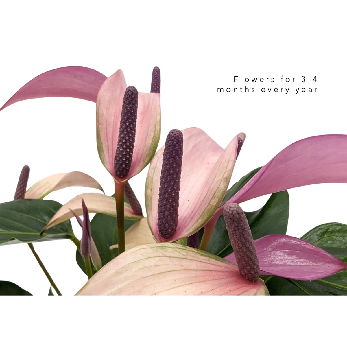 Anthurium andr Champion Zizou - Purple Leaf Culture