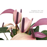 Anthurium andr Champion Zizou - Purple Leaf Culture