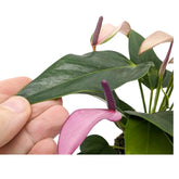 Anthurium andr Champion Zizou - Purple Leaf Culture