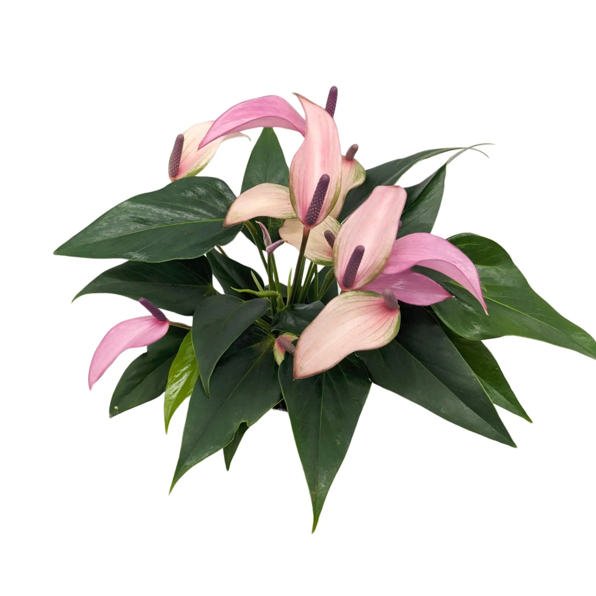 Anthurium andr Champion Zizou - Purple Leaf Culture