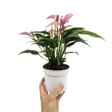 Anthurium andr Champion Zizou - Purple Leaf Culture