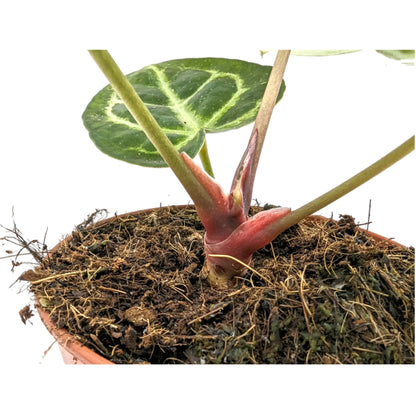 Anthurium crystallinium Leaf Culture