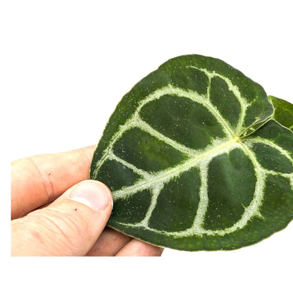 Anthurium crystallinium Leaf Culture