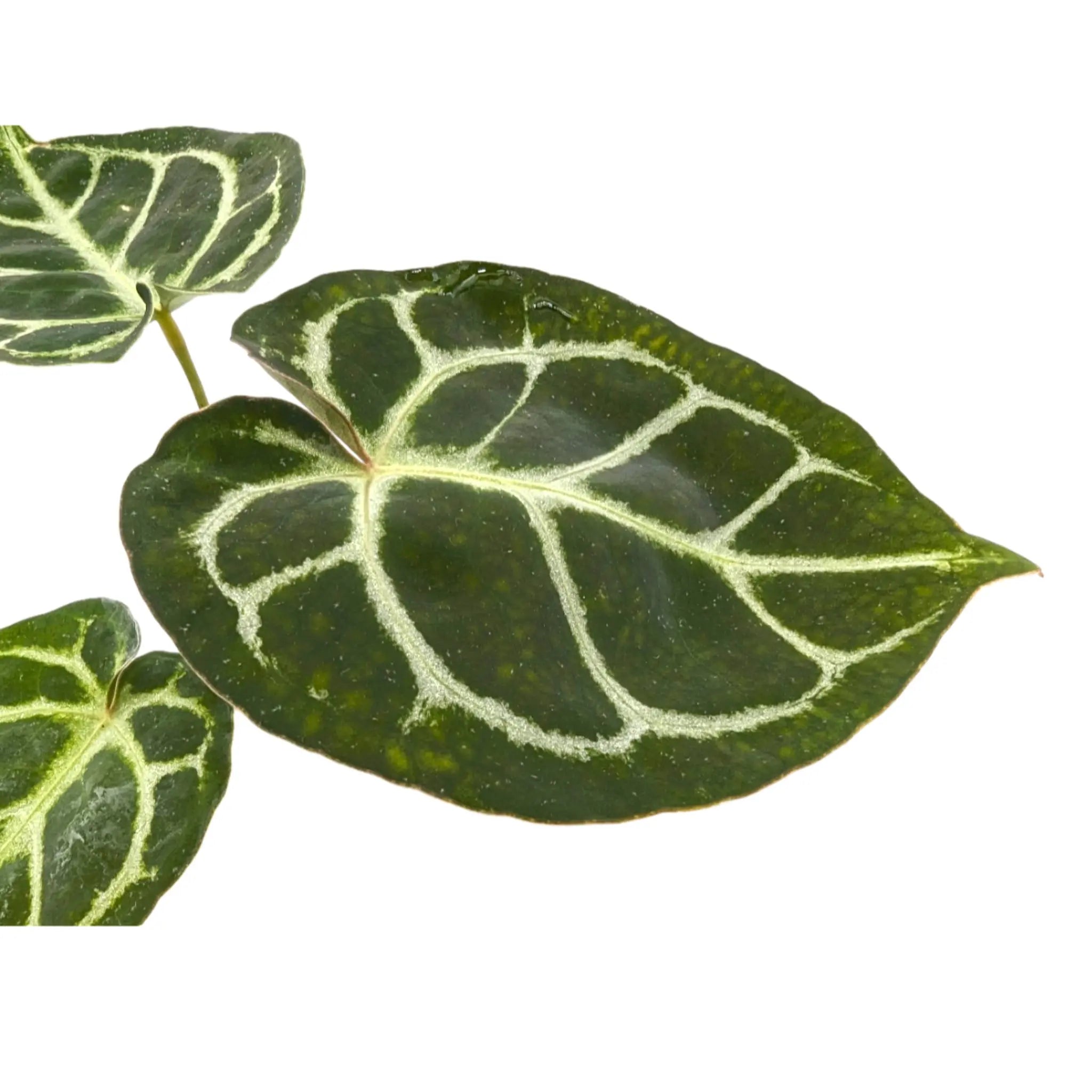 Anthurium crystallinium Leaf Culture