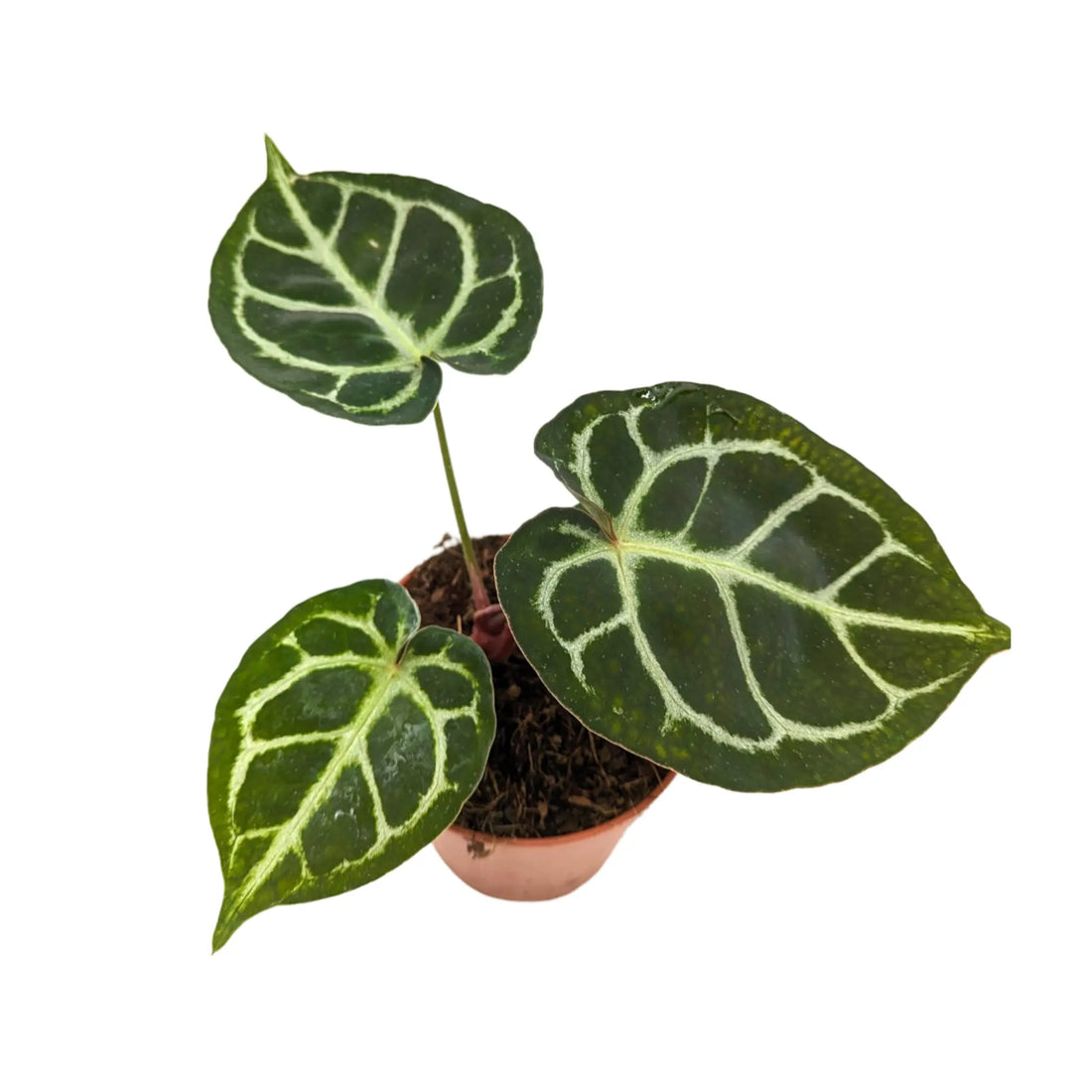 Anthurium crystallinium Leaf Culture