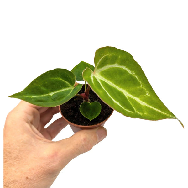 anthurium crystallinum uk Anthurium Crystallinum - Velvet Leaf Tropical Houseplant