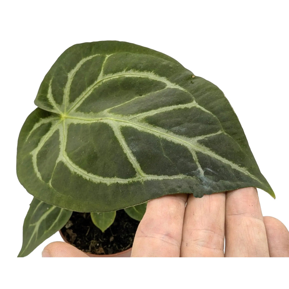 Anthurium magnificum_3_thumb