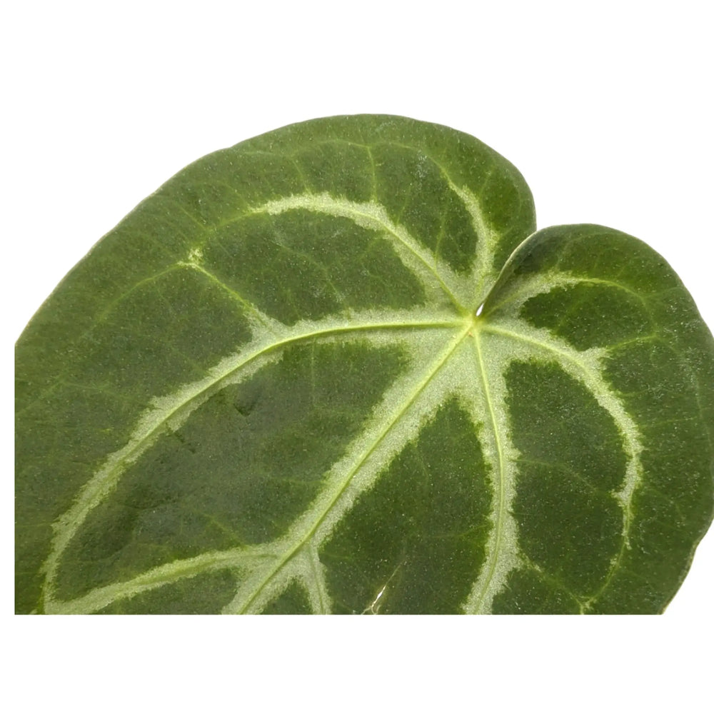 Anthurium magnificum_4_thumb