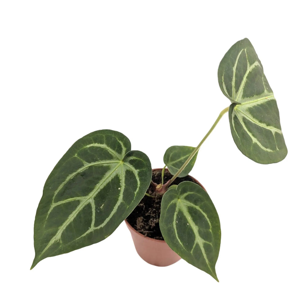 Anthurium magnificum_2_thumb