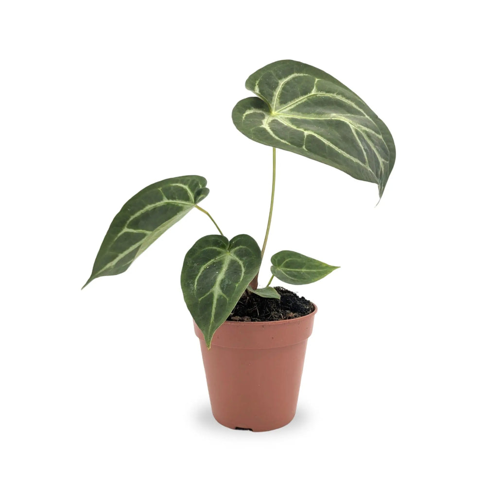 Anthurium magnificum_1_thumb