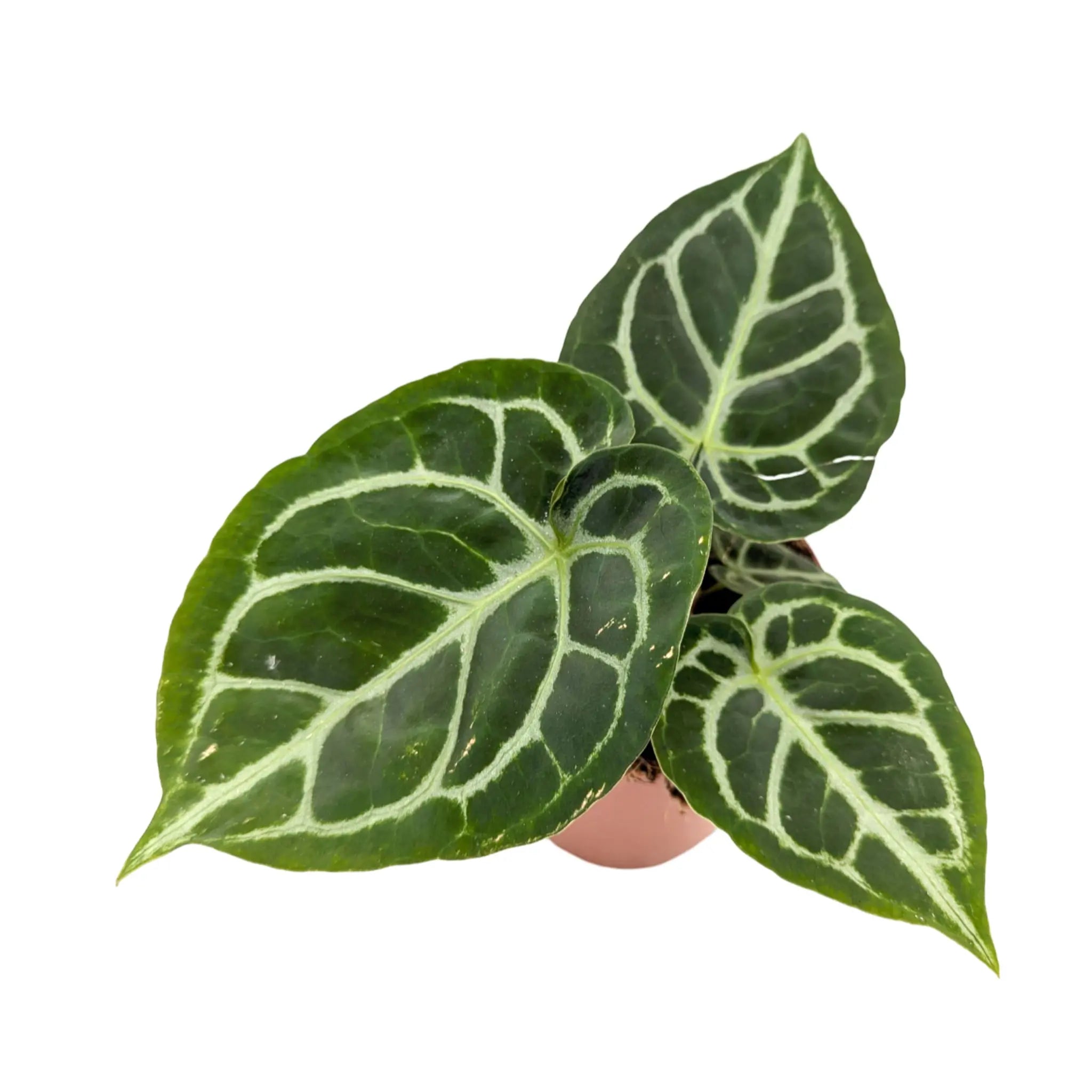 Anthurium silver blush Leaf Culture