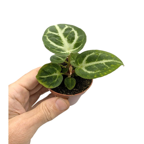 Anthurium silver blush Leaf Culture