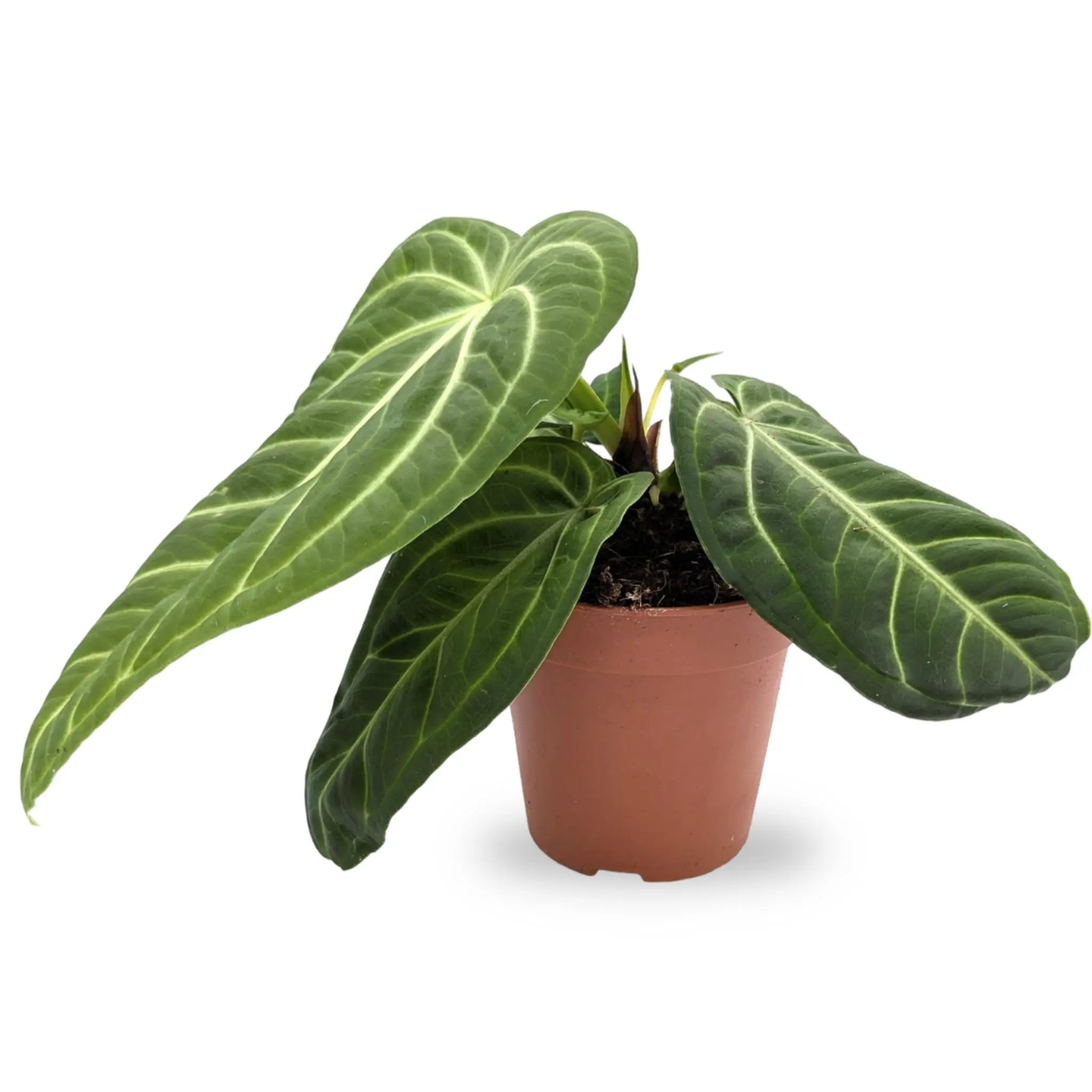 Anthurium villenaorum Leaf Culture