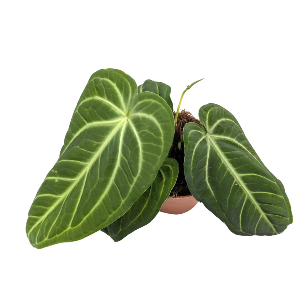 Anthurium villenaorum_3_main