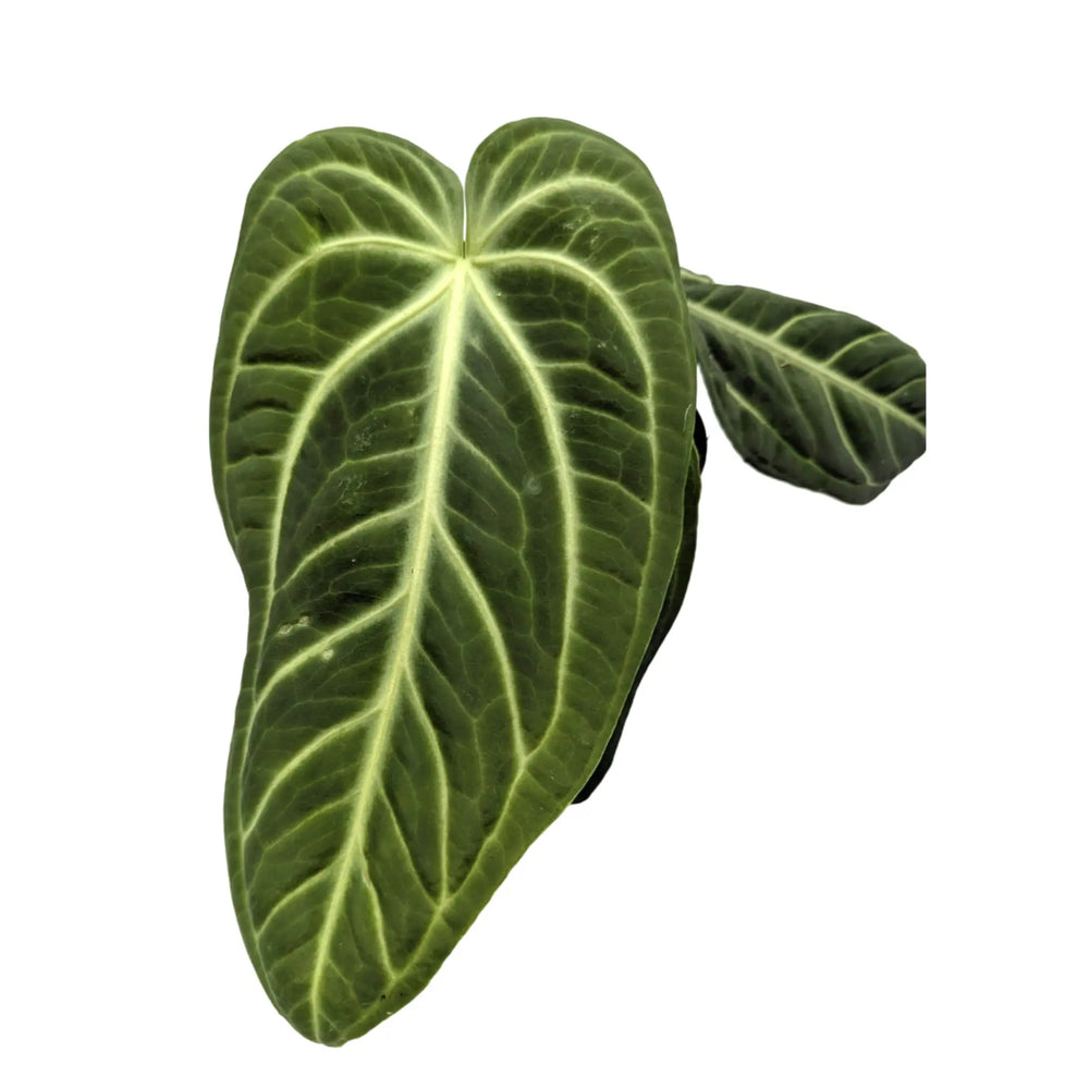Anthurium villenaorum_4_main