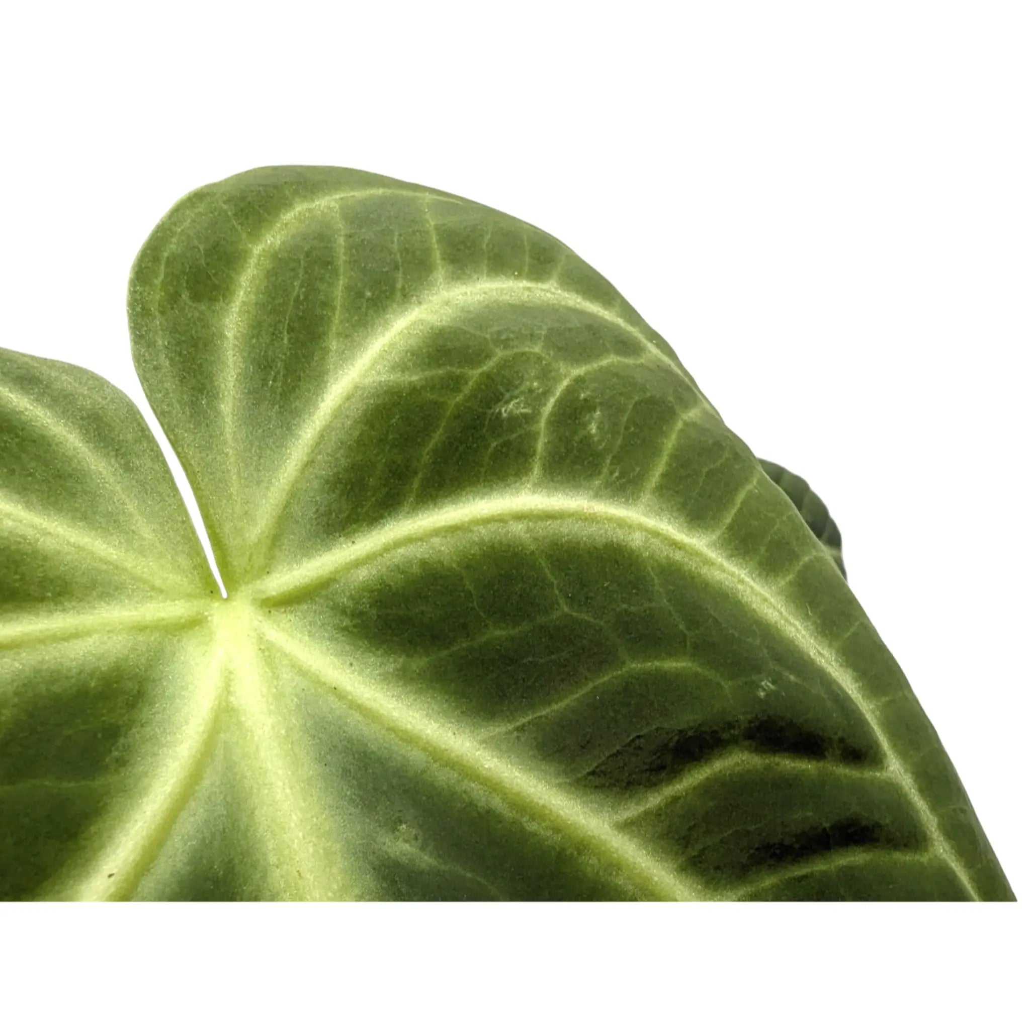 Anthurium villenaorum Leaf Culture