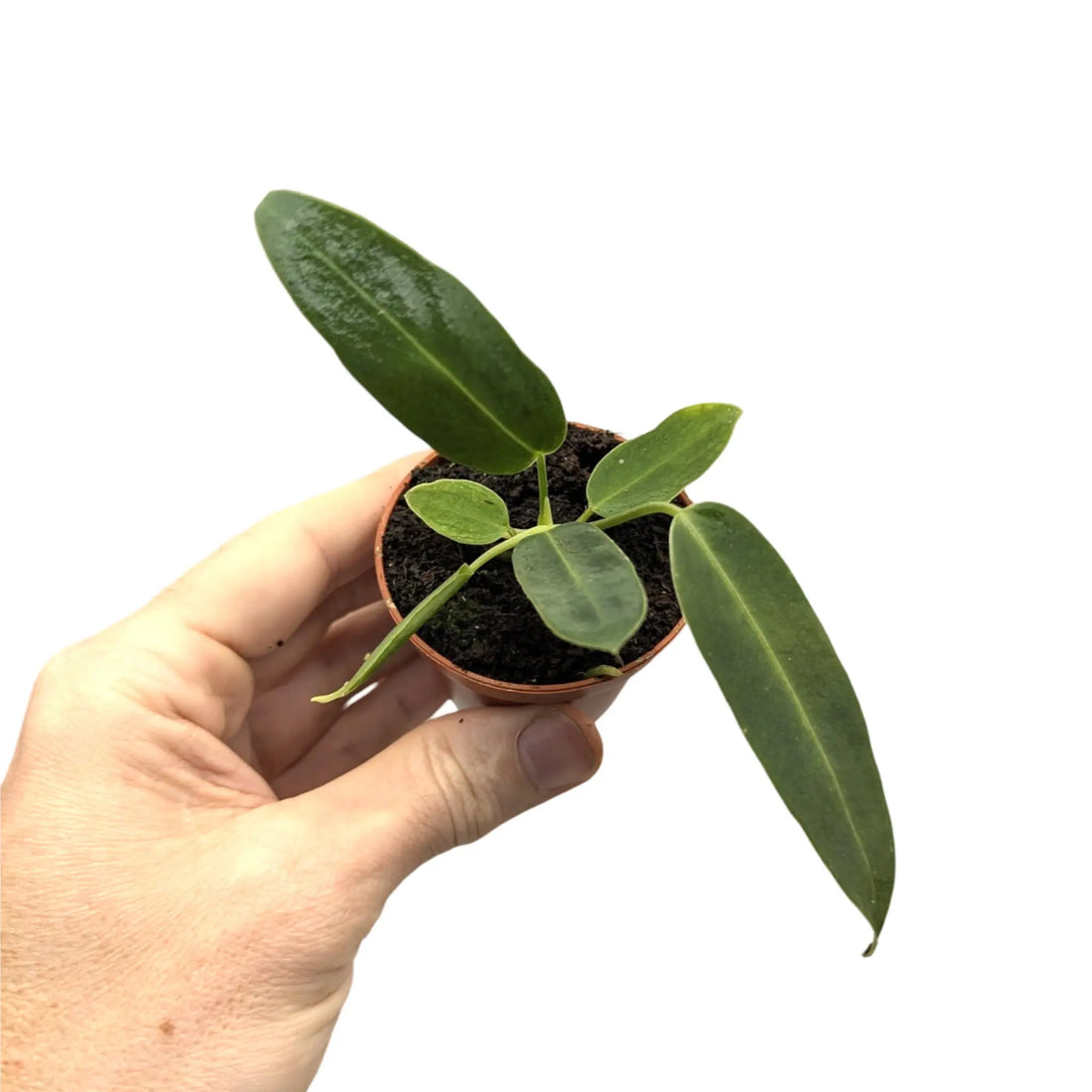 Anthurium warocqueanum Leaf Culture