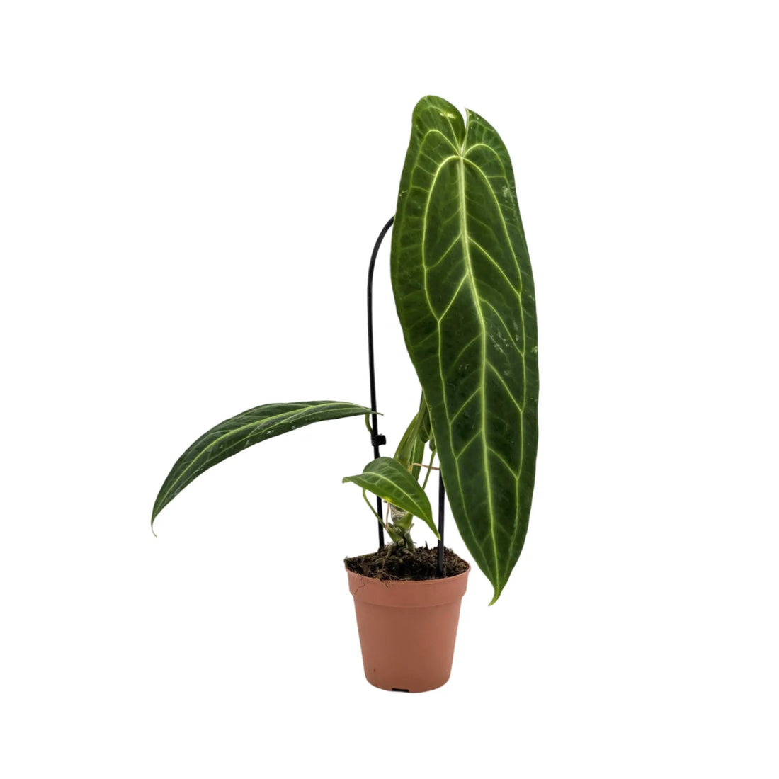 Anthurium warocqueanum Leaf Culture