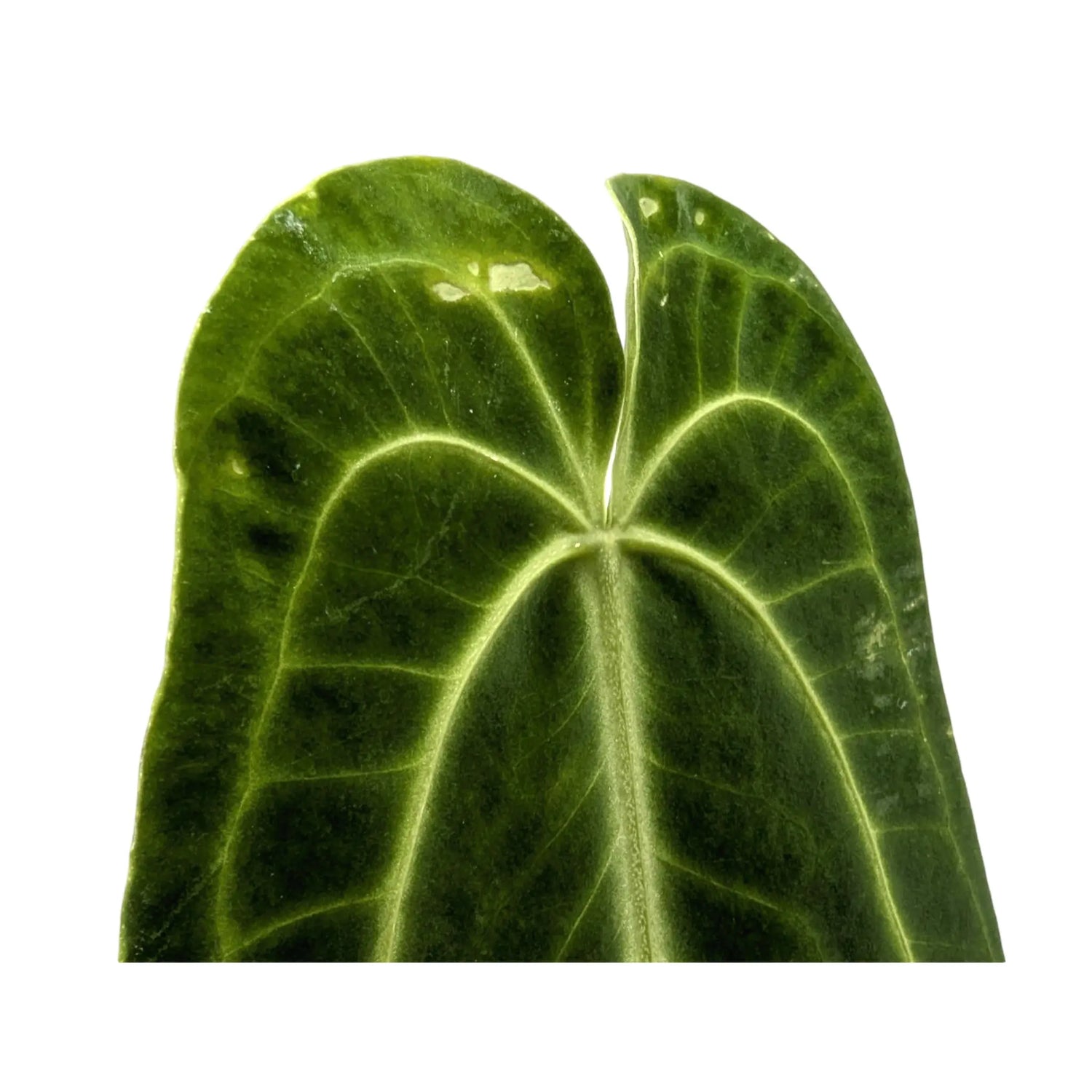 Anthurium warocqueanum Leaf Culture