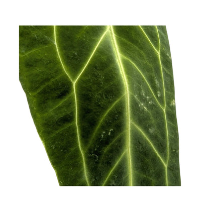 Anthurium warocqueanum Leaf Culture