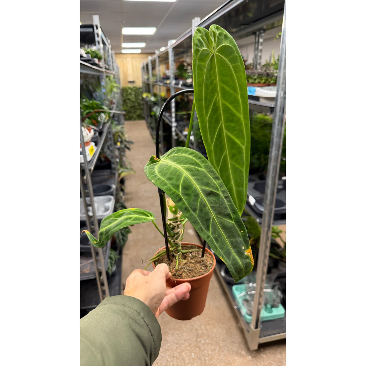 Anthurium warocqueanum - Queen Anthurium