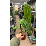 Anthurium warocqueanum - Queen Anthurium