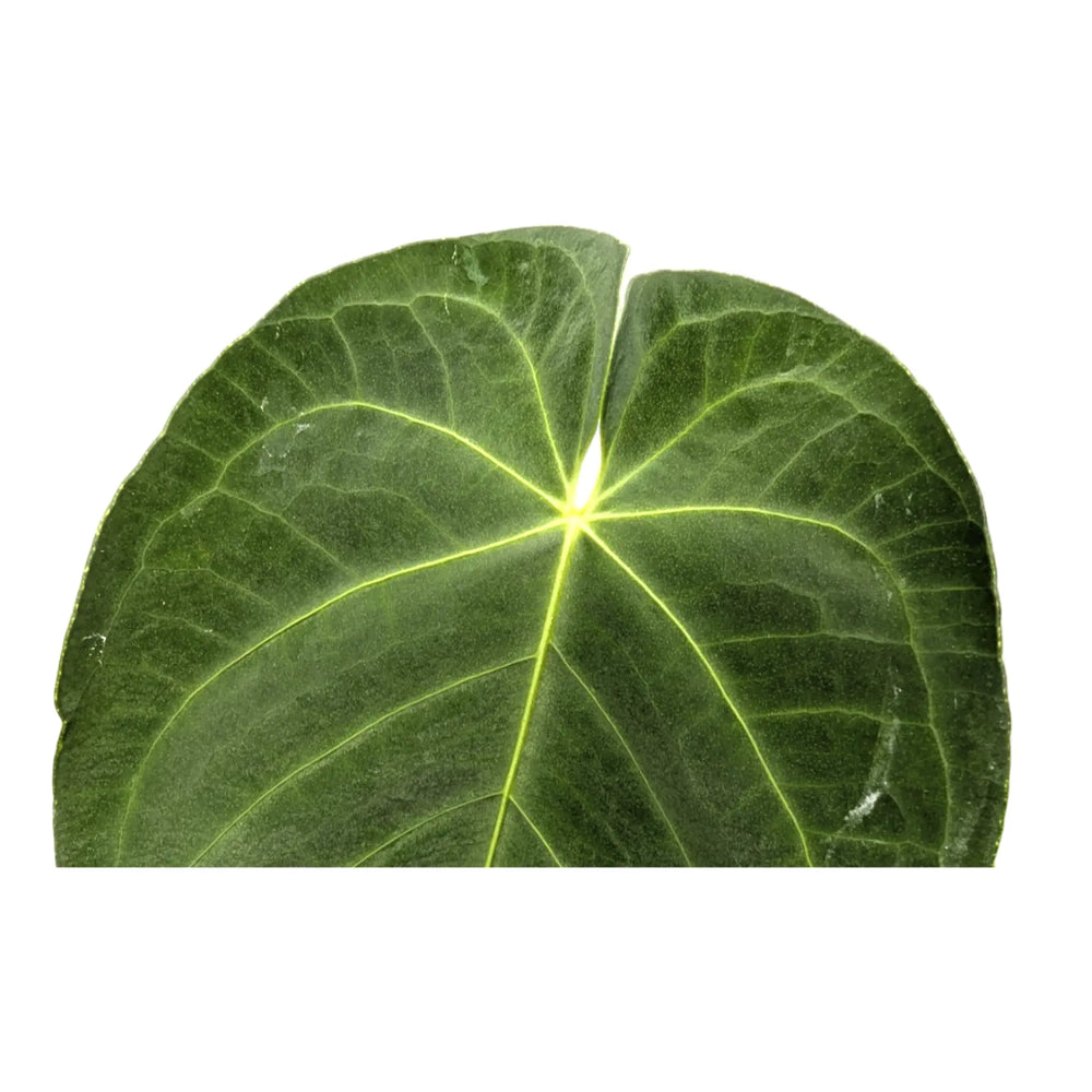 Anthurium warocqueanum x Waterburyanum_5_thumb