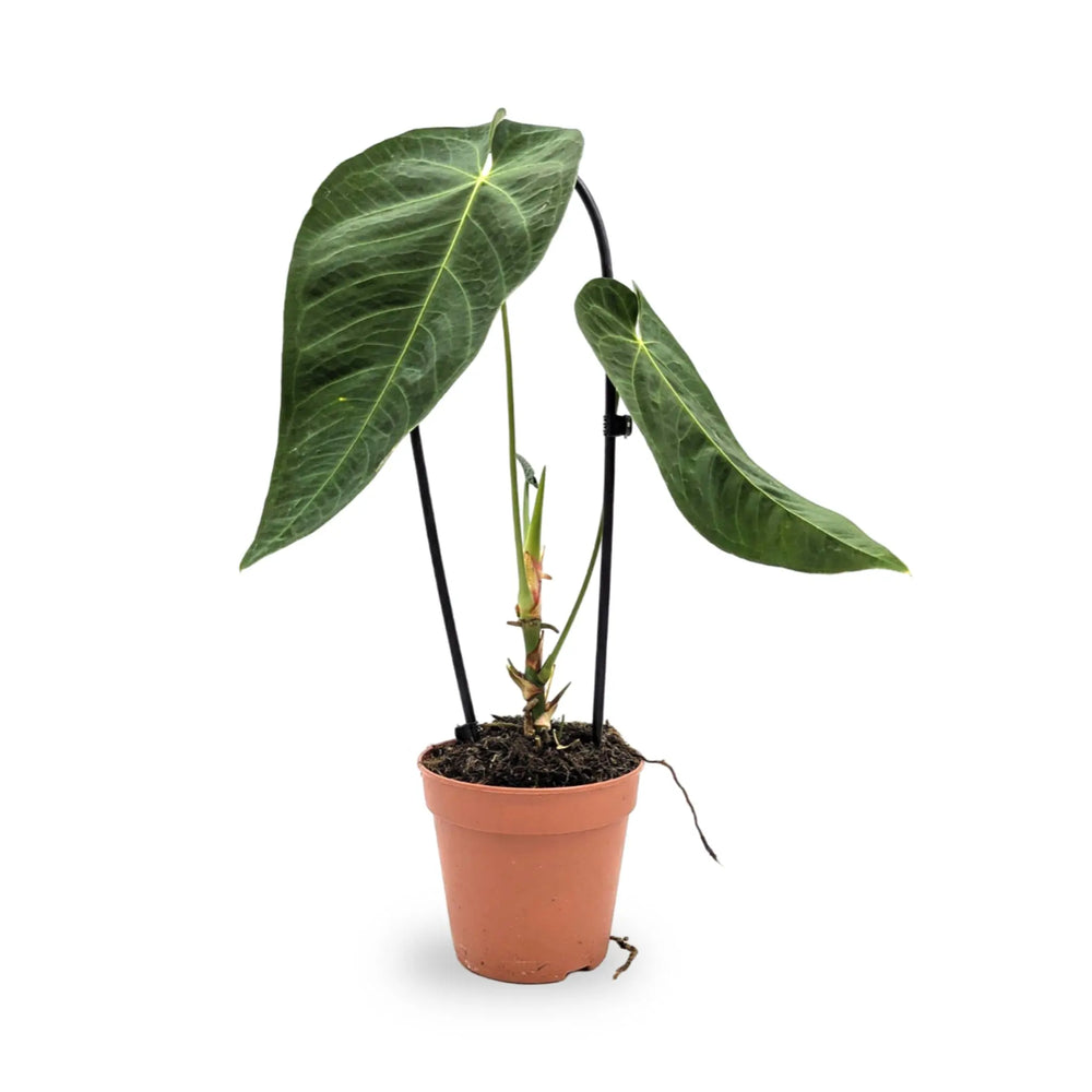 Anthurium warocqueanum x Waterburyanum_1_thumb