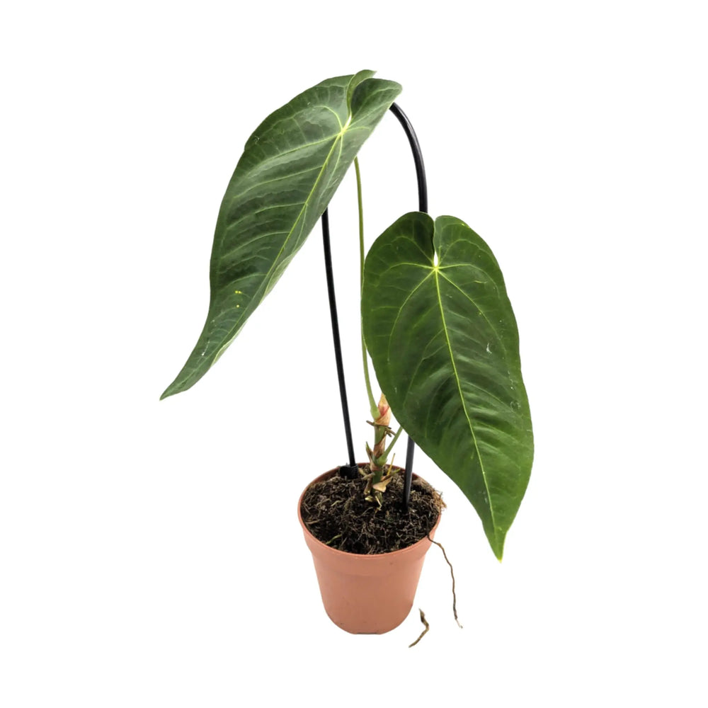 Anthurium warocqueanum x Waterburyanum_2_thumb