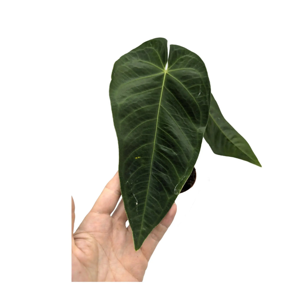 Anthurium warocqueanum x Waterburyanum_3_thumb