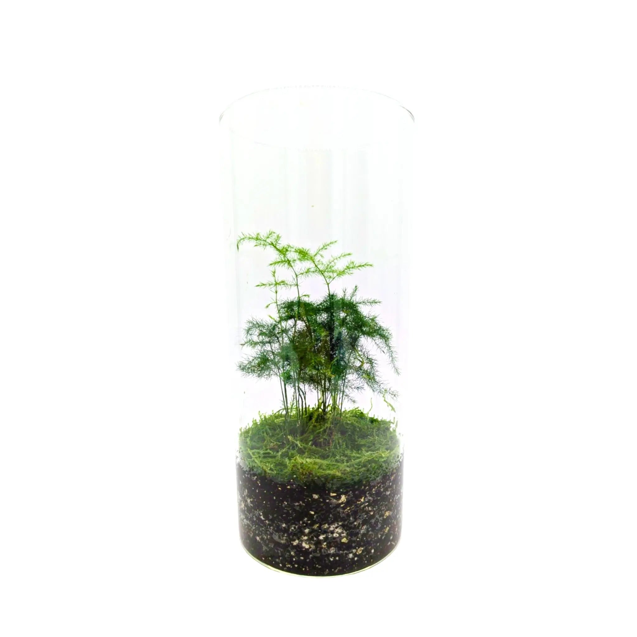 Asparagus Fern Terrarium Leaf Culture