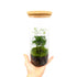 Asparagus Fern Terrarium Leaf Culture