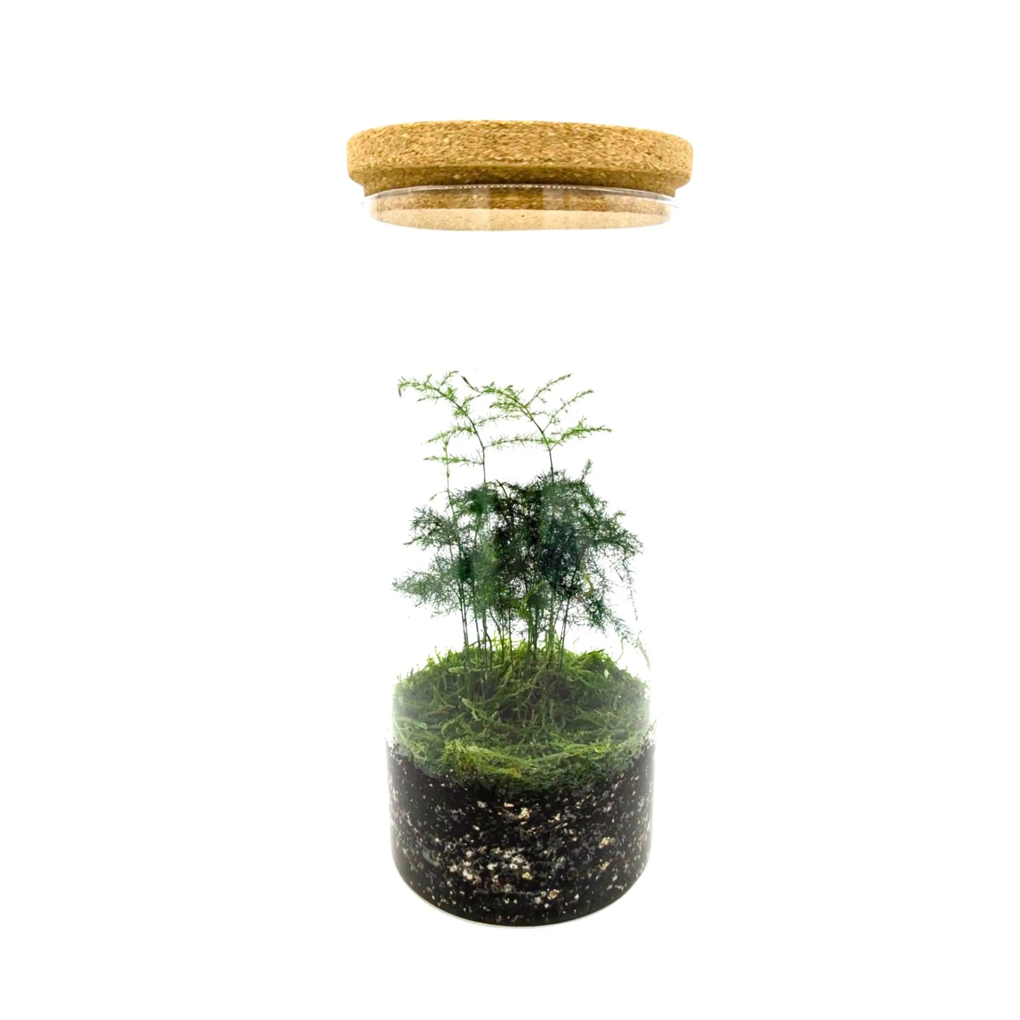 Asparagus Fern Terrarium Leaf Culture