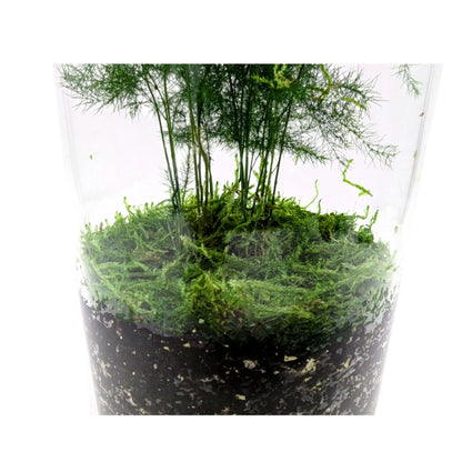 Asparagus Fern Terrarium Leaf Culture