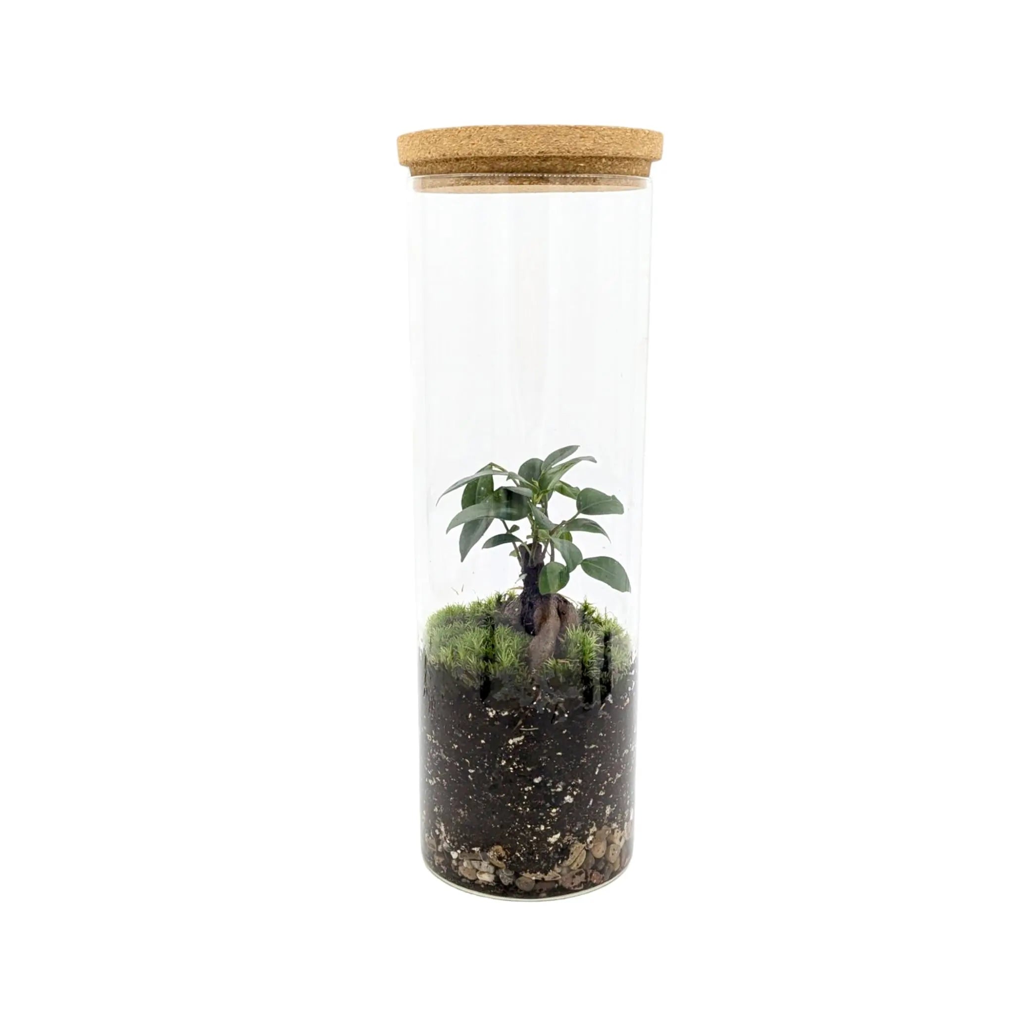 Asparagus Fern Terrarium (Copy) Leaf Culture