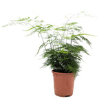 Asparagus Plumosus - Lace Fern Leaf Culture