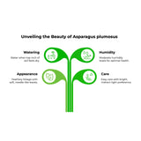 Asparagus Plumosus - Lace Fern Leaf Culture