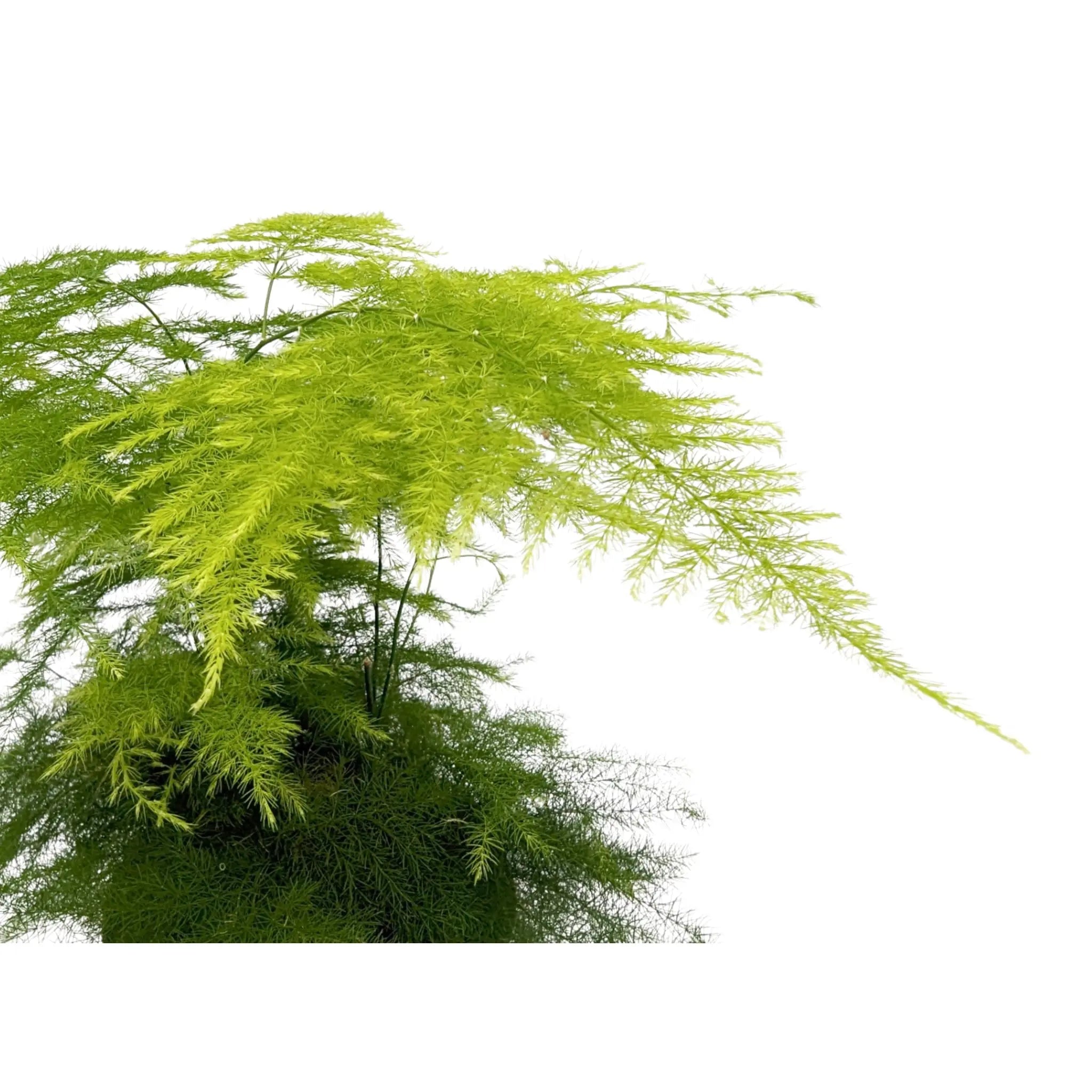 Asparagus Plumosus - Lace Fern Oz