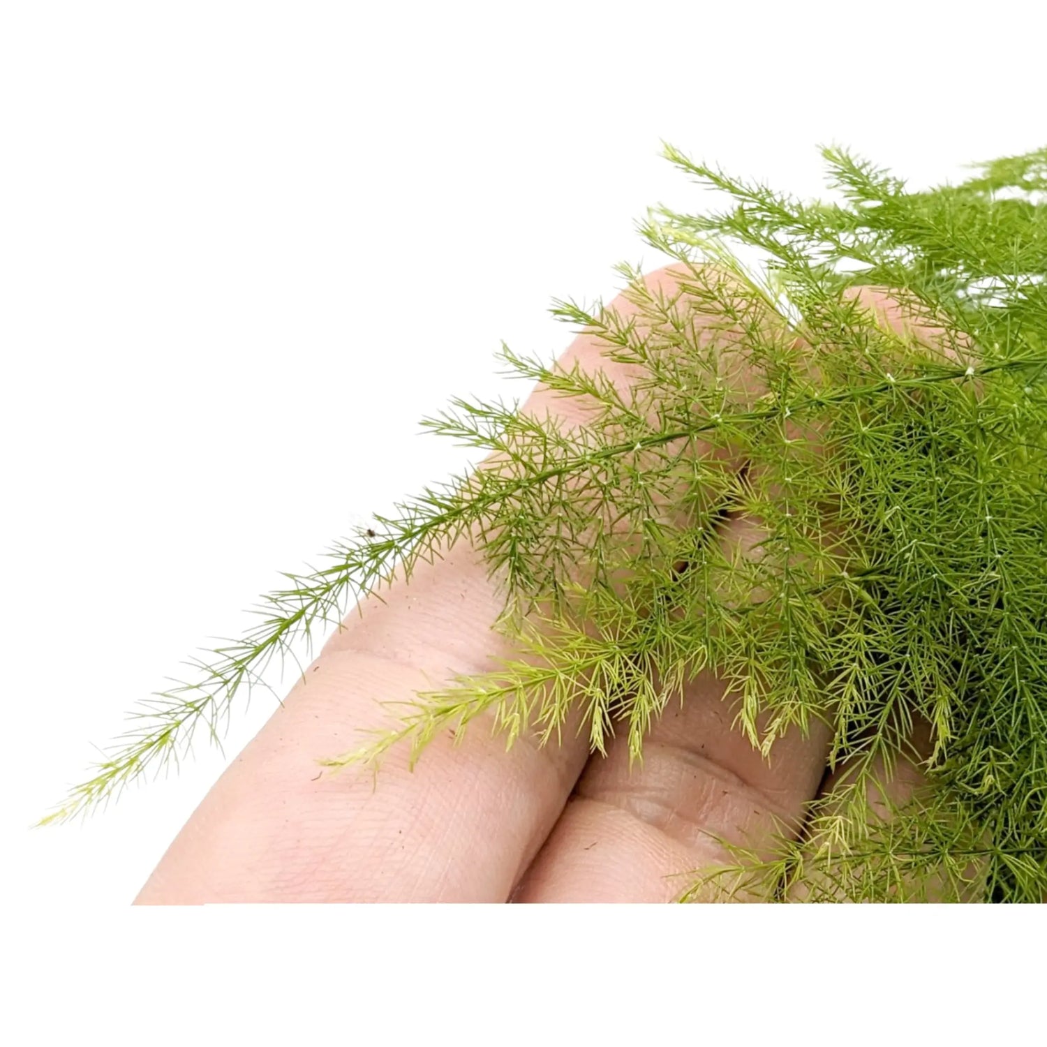 Asparagus Plumosus - Lace Fern Oz